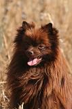 SPITZ ALLEMAND 505